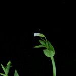Lindernia parviflora Hábito