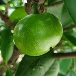 Garcinia cochinchinensis ഫലം