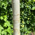 Quercus × cerrioides Ekosanga