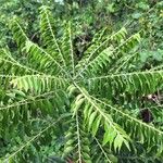 Clausena anisata Deilen