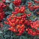 Pyracantha koidzumii Frucht