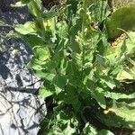 Verbascum boerhavii ഇല