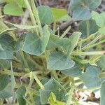 Rhynchosia sublobata पत्ता