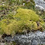 Arenaria nitida Hábito