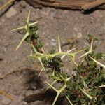 Adesmia horrida Blad