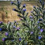 Echium asperrimum Habit