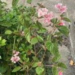 Begonia incarnata Цвят