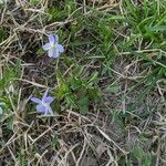 Viola bicolor Květ