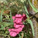 Diascia rigescens Habitus