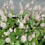Ptilotus extenuatus Hábito
