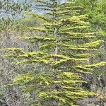Cedrus libaniPlante entière