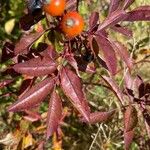 Rosa virginiana Blatt