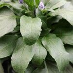 Salvia farinacea Leaf