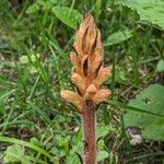 Orobanche flava Leaf