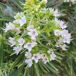 Echium decaisnei Flower