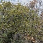 Quercus berberidifolia Агульны выгляд