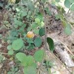 Rubus ellipticus Fruit