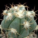 Echinocactus horizonthalonius عادت داشتن