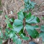 Erythroxylum laurifolium Leaf