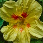 Tropaeolum majus Flower