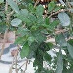Murraya paniculata 葉