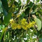 Camptotheca acuminata Fruit