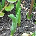 Fritillaria meleagris 葉