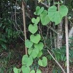 Aristolochia labiata List