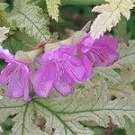 Geranium viscosissimum Blad