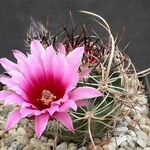 Echinocereus ferreirianus