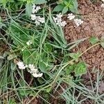 Achillea ptarmica 整株植物