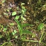 Epipactis phyllanthes Flower