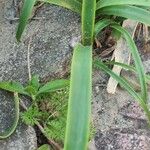 Crinum bulbispermum Blatt