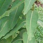 Asclepias syriaca Blatt