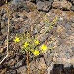 Sonchus leptocephalus Žiedas