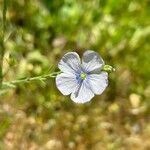 Linum bienneLorea