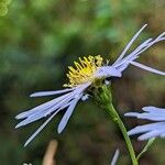 Aster pyrenaeus Други