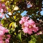 Lagerstroemia indica Flower