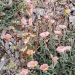 Helianthemum violaceum Květ