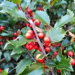 Ilex opaca Frukt