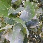 Populus deltoides葉