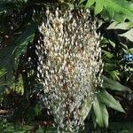 Bocconia frutescens Ffrwyth