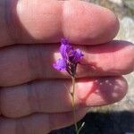 Linaria pelisseriana 花