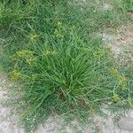 Cyperus aggregatus Агульны выгляд