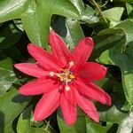 Passiflora manicata Kukka