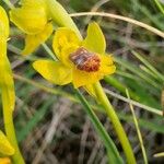 Ophrys lutea Blodyn