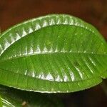 Henriettea duckeana Leaf