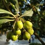 Pittosporum undulatum Fruit