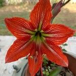 Hippeastrum correienseBlomma