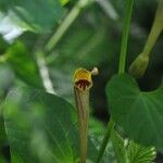 Aristolochia pallida Flower